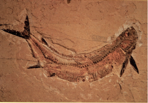 Paleonto
